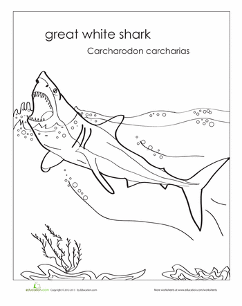 Megalodon Coloring Sheet 19