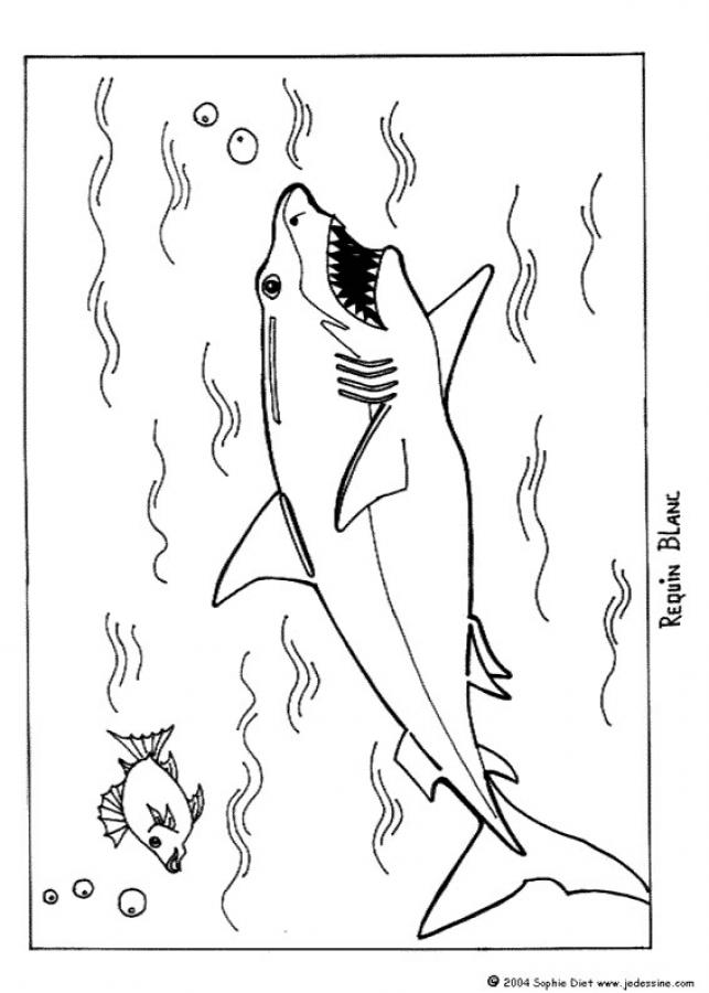 Megalodon Coloring Sheet 24