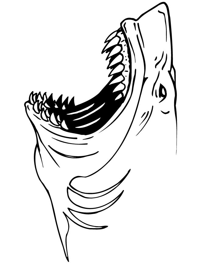 Megalodon Coloring Sheet 25