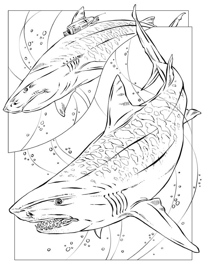 Megalodon Coloring Sheet 45