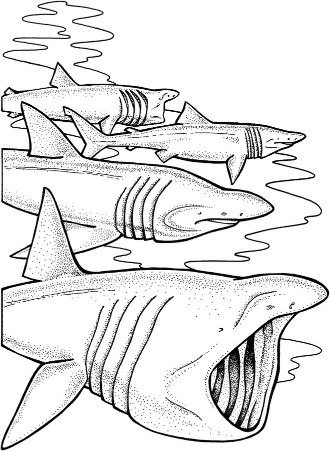 Megalodon Coloring Sheet 48