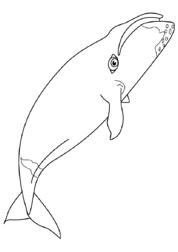 Megalodon Coloring Sheet 63