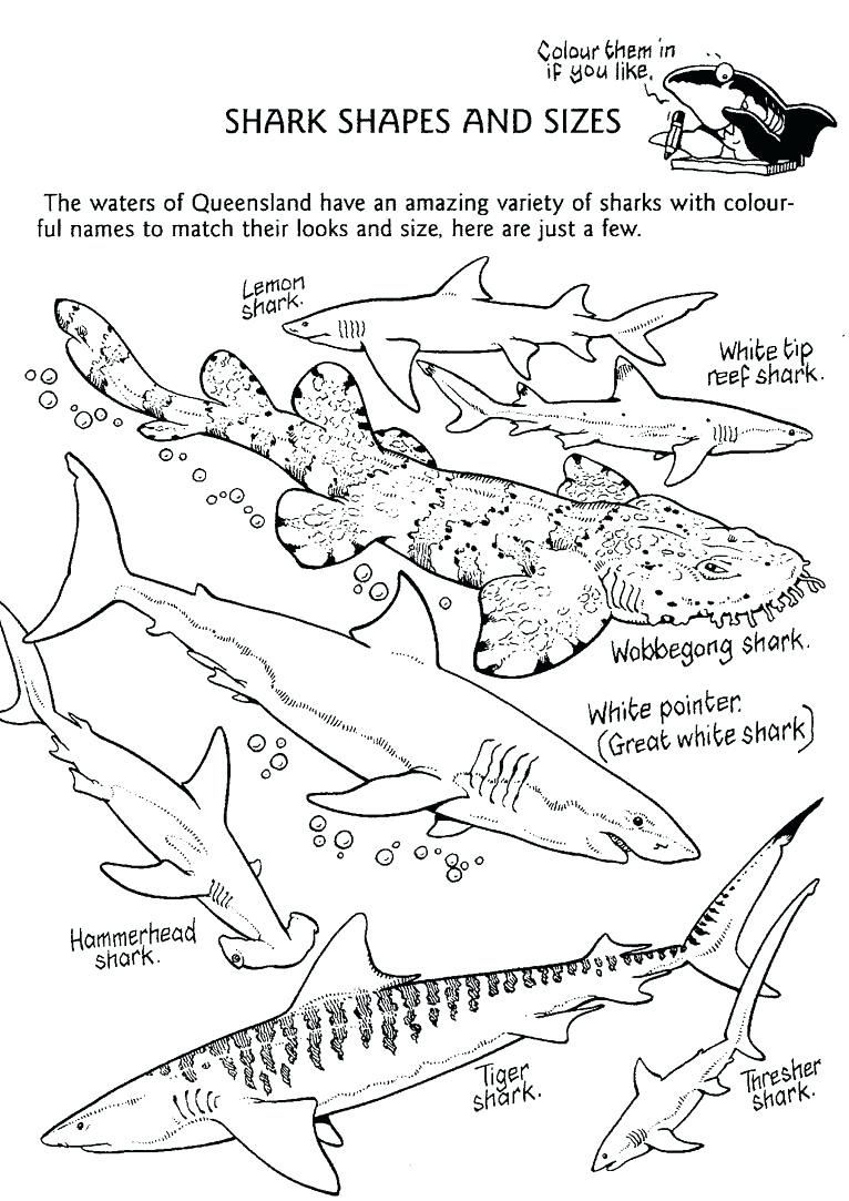 Megalodon Coloring Sheet 7