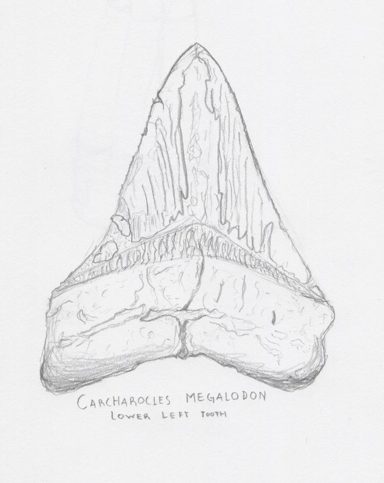 Megalodon Coloring Sheet 8