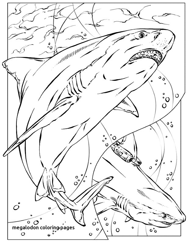 Megalodon Coloring Sheet 81