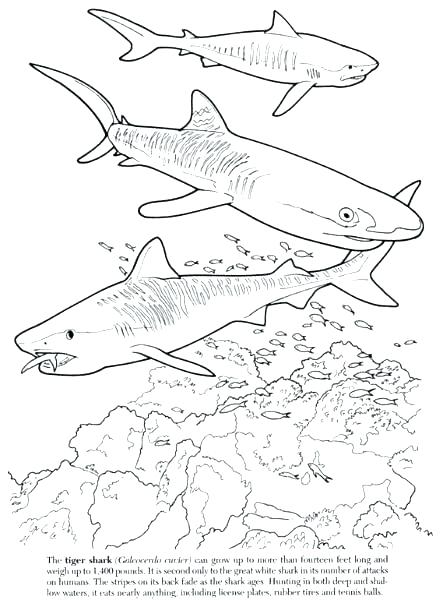 Megalodon Coloring Sheet 86