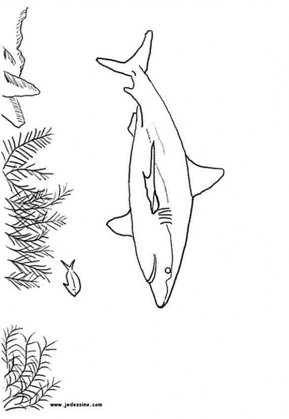 Megalodon Coloring Sheet 94