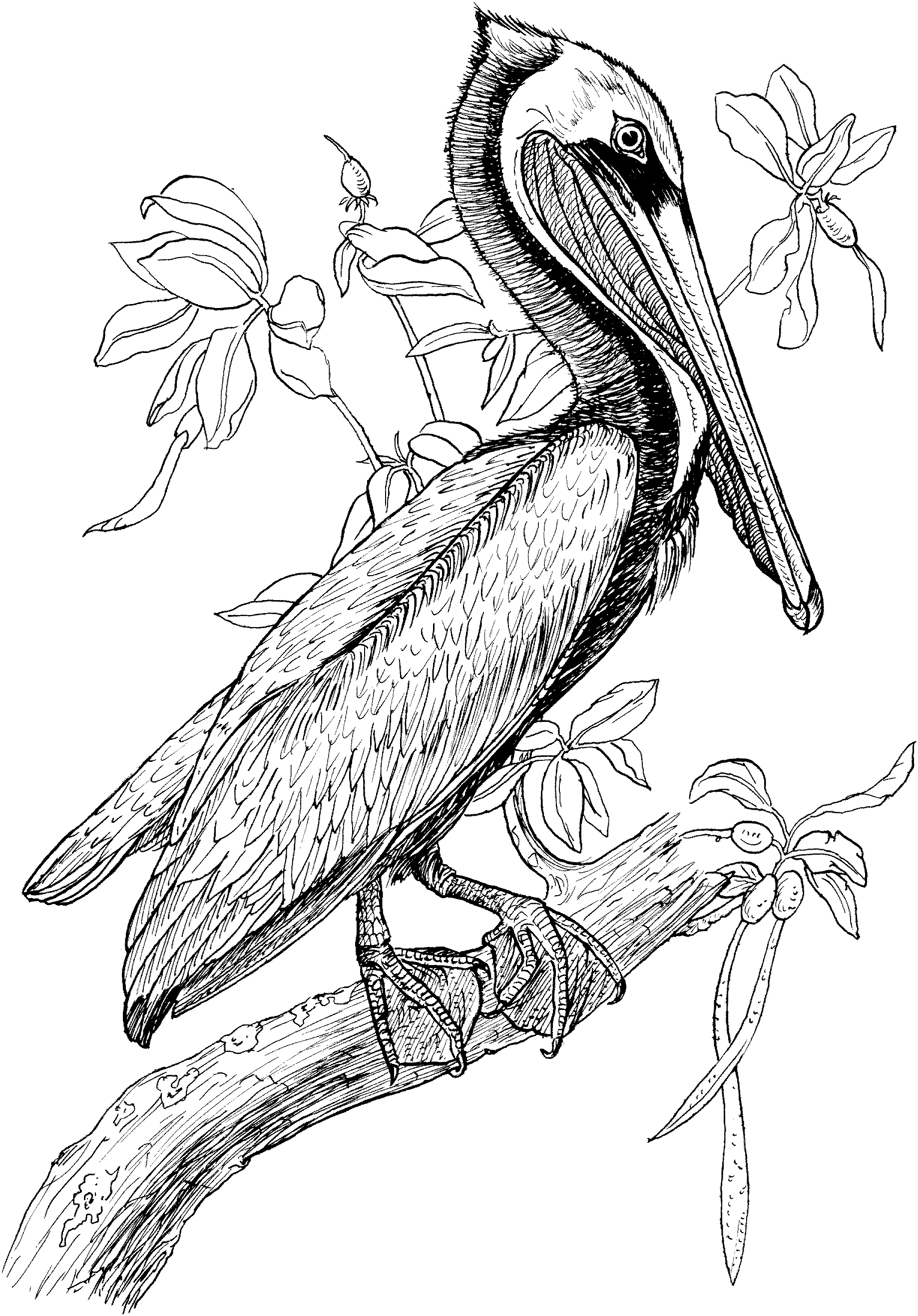 Pelican Coloring Pages 1