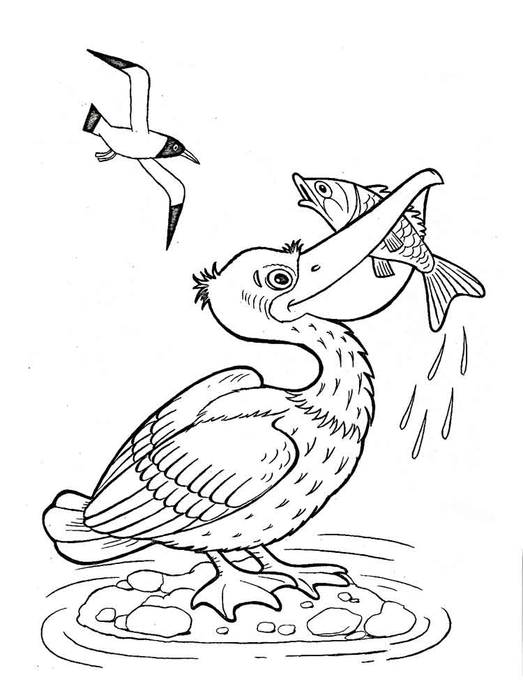 Pelican Coloring Pages 10