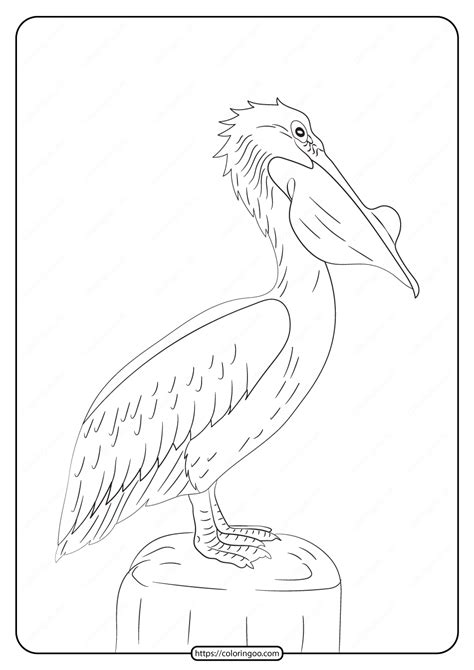 Pelican Coloring Pages 11