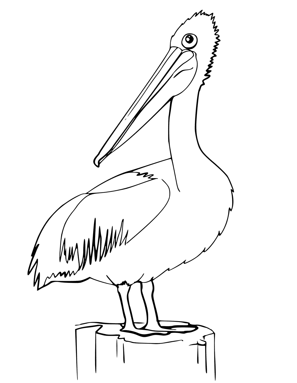 Pelican Coloring Pages 12