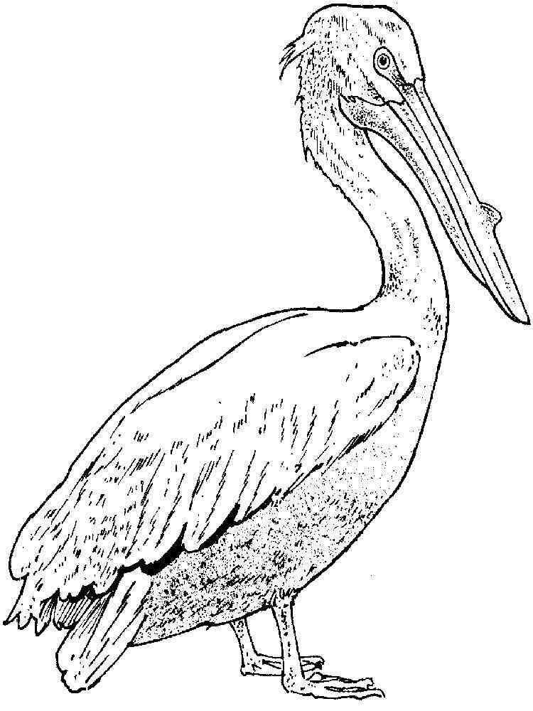 Pelican Coloring Pages 13