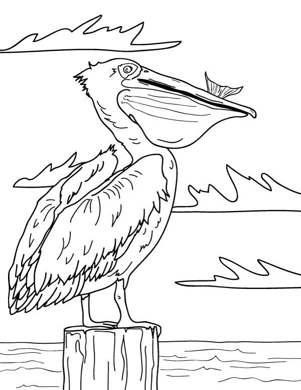 Pelican Coloring Pages 14