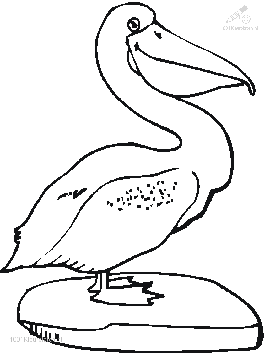 Pelican Coloring Pages 16