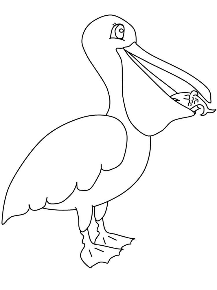 Pelican Coloring Pages 18