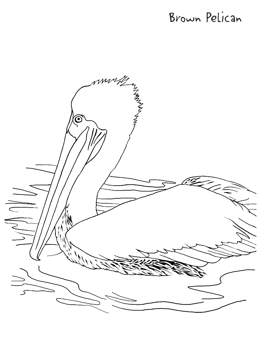 Pelican Coloring Pages 19