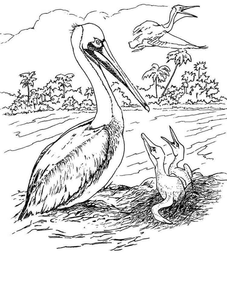 Pelican Coloring Pages 2