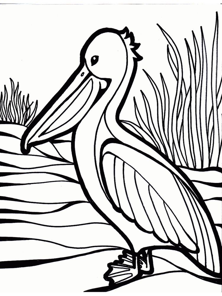 Pelican Coloring Pages 20