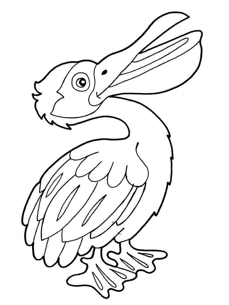 Pelican Coloring Pages 21