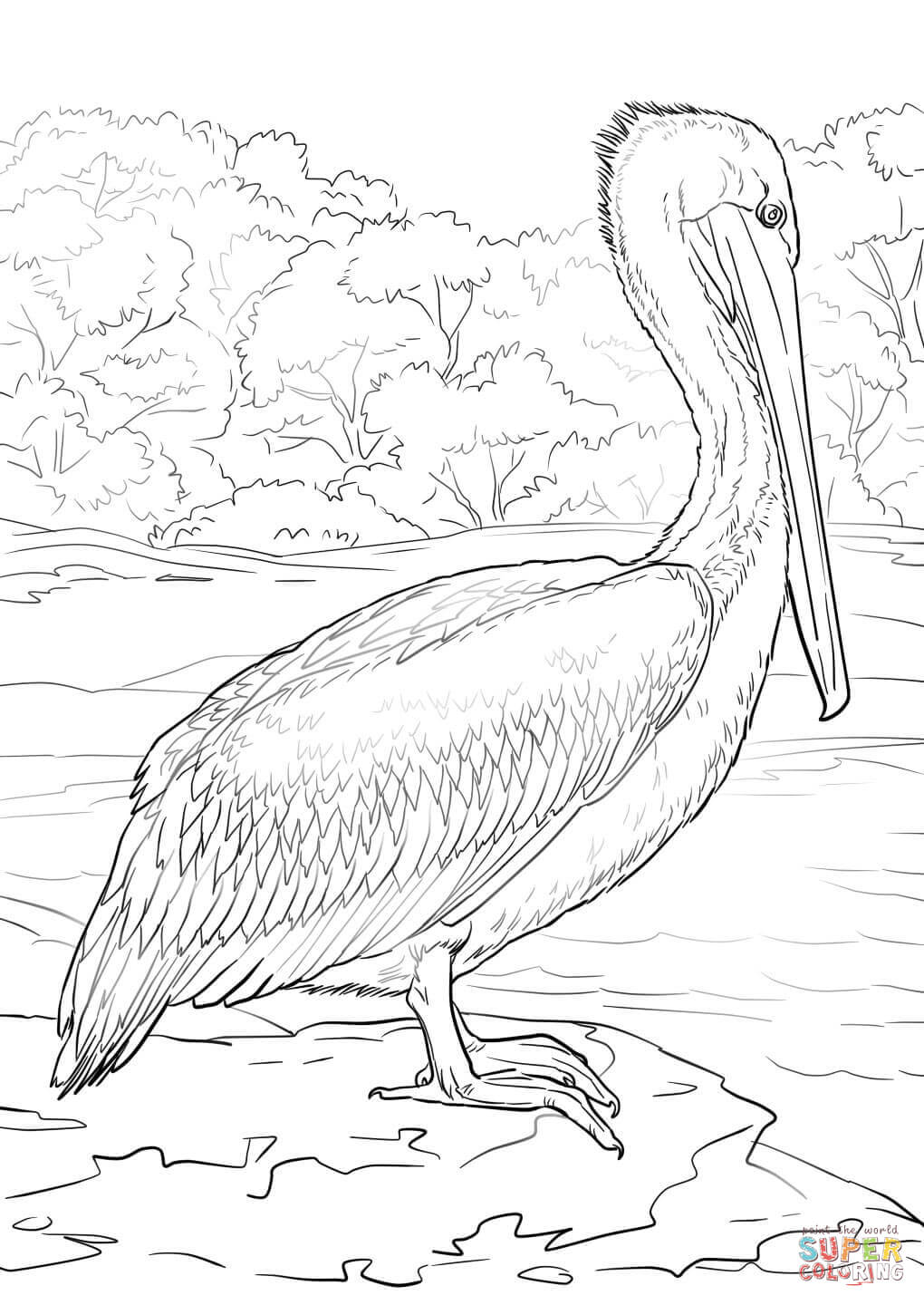 Pelican Coloring Pages 24