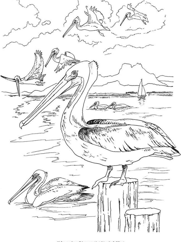 Pelican Coloring Pages 25