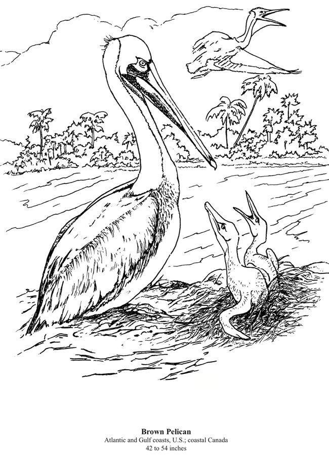 Pelican Coloring Pages 3