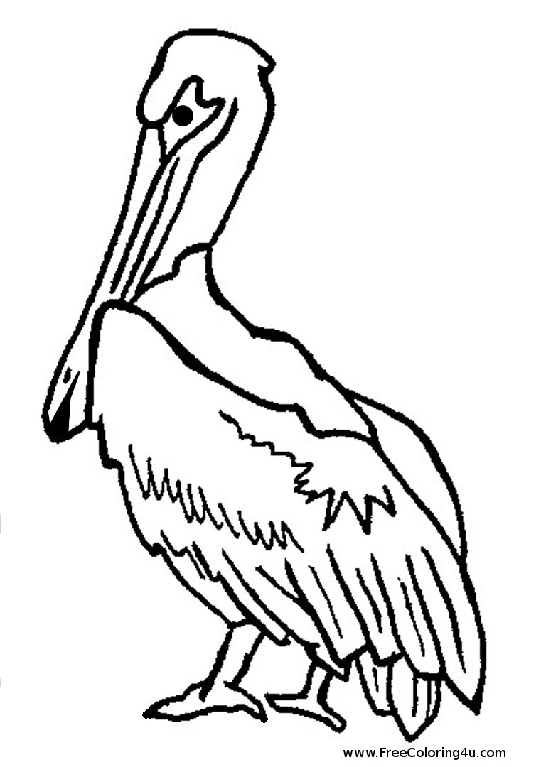 Pelican Coloring Pages 30