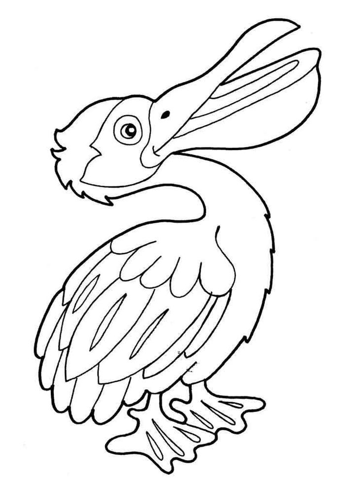 Pelican Coloring Pages 33