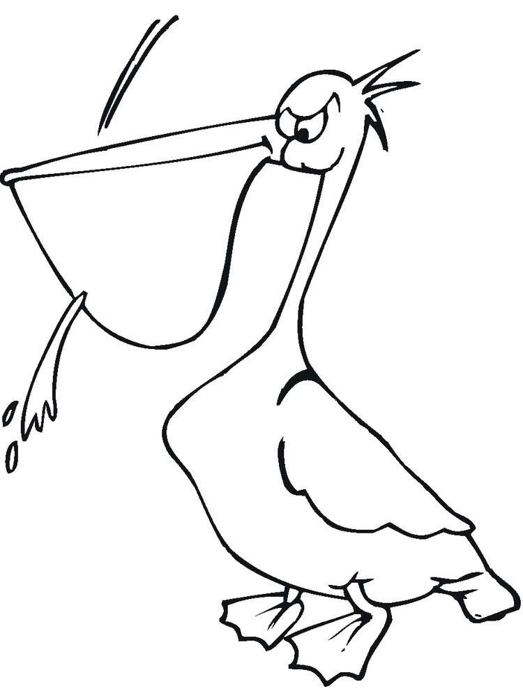 Pelican Coloring Pages 35