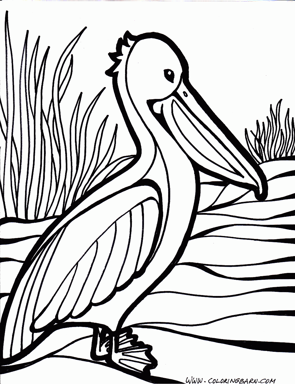 Pelican Coloring Pages 36