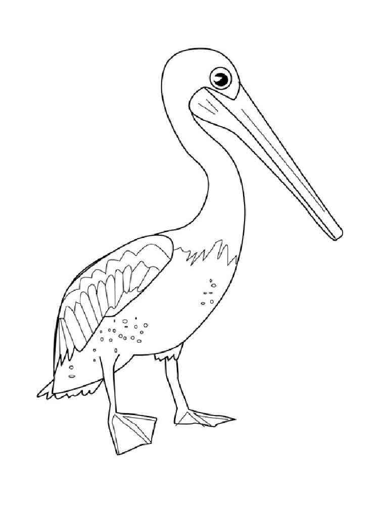 Pelican Coloring Pages 37