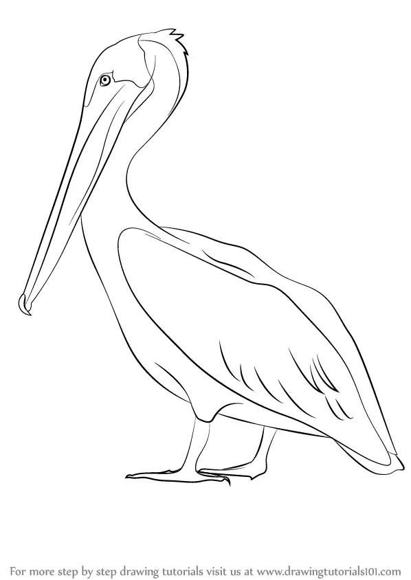 Pelican Coloring Pages 38