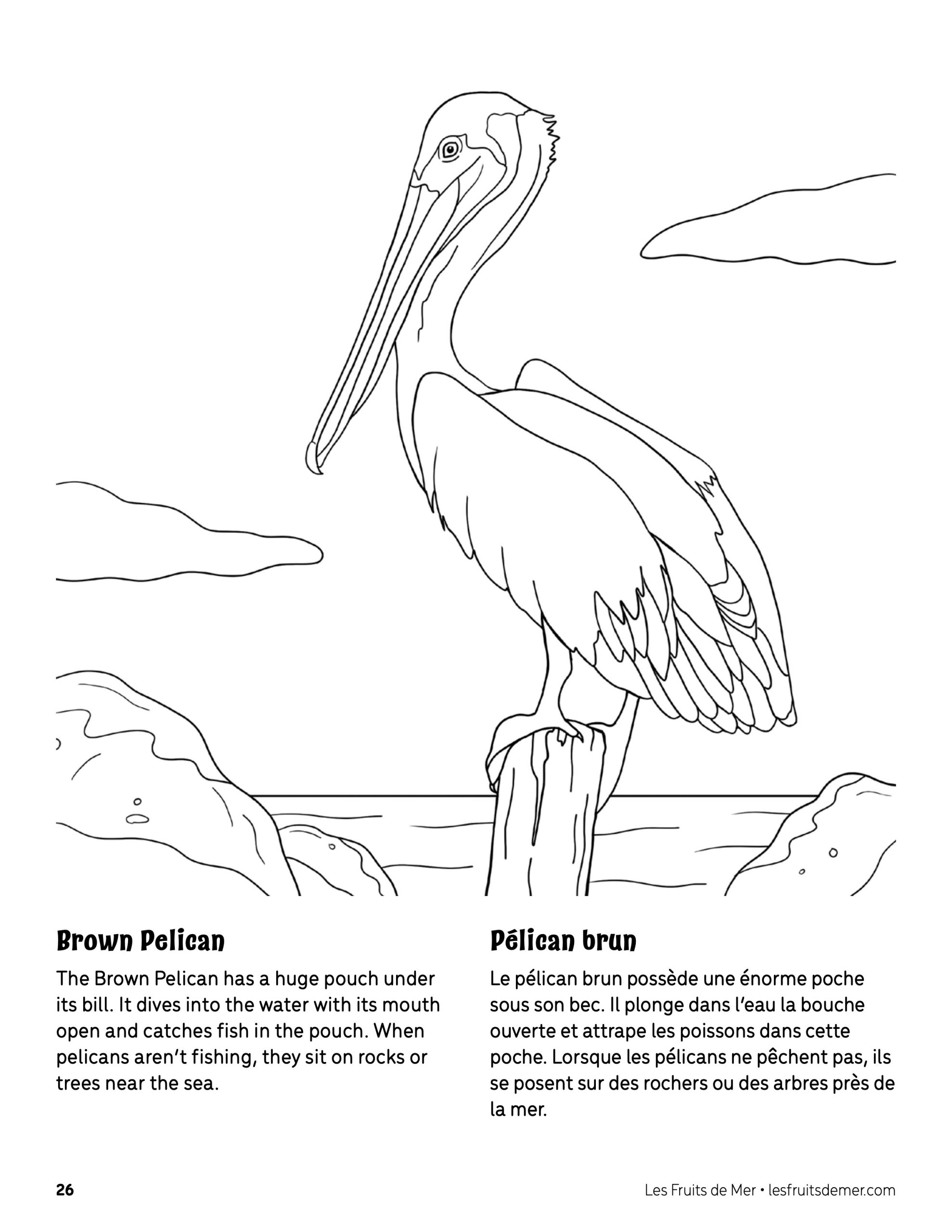 Pelican Coloring Pages 39