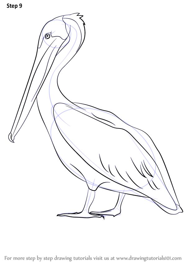 Pelican Coloring Pages 40