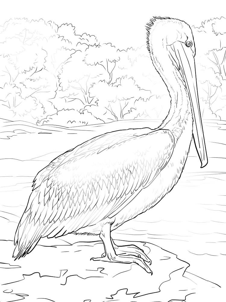 Pelican Coloring Pages 51