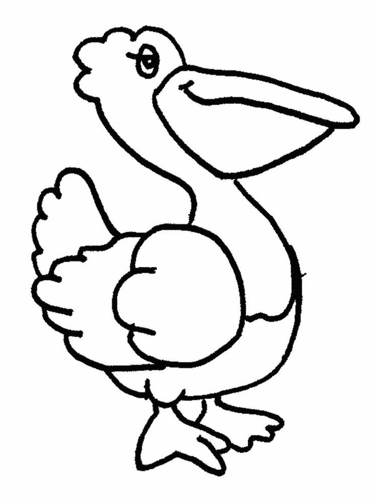 Pelican Coloring Pages 52