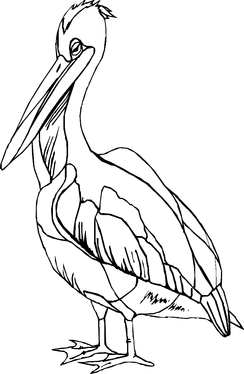 Pelican Coloring Pages 53