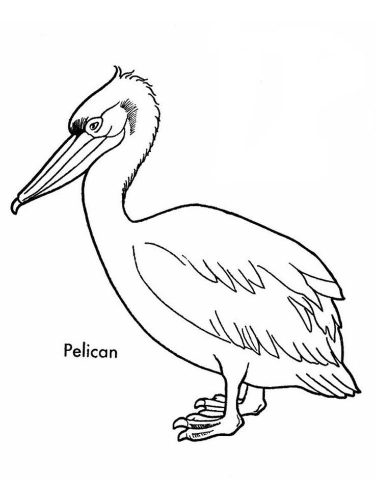 Pelican Coloring Pages 54