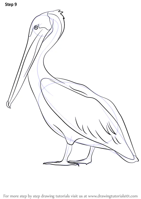 Pelican Coloring Pages 55