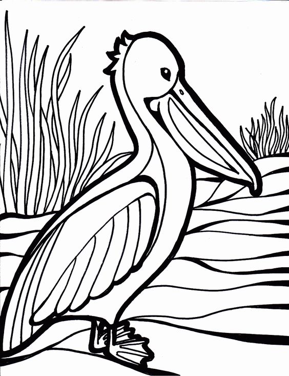 Pelican Coloring Pages 56