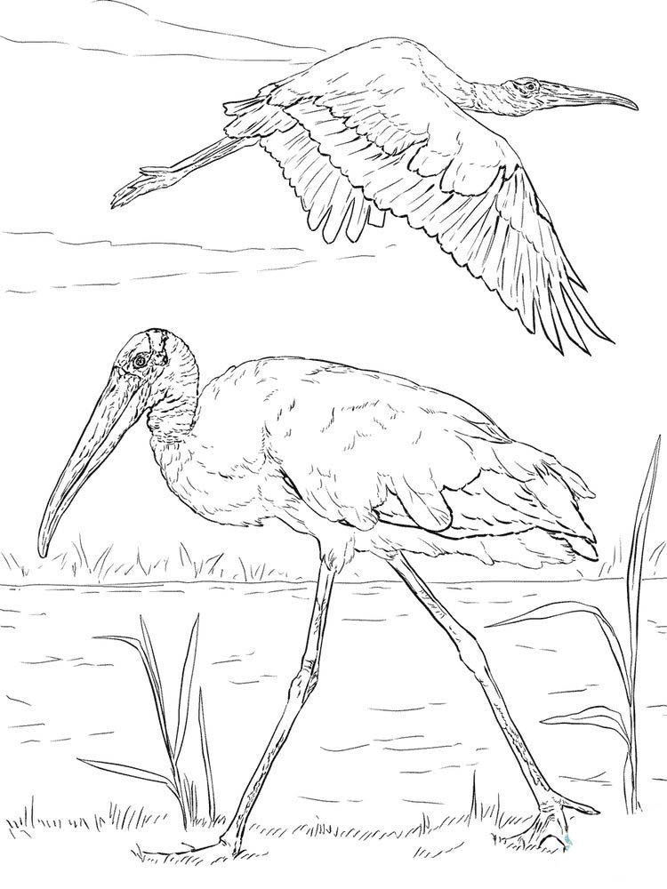 Pelican Coloring Pages 57