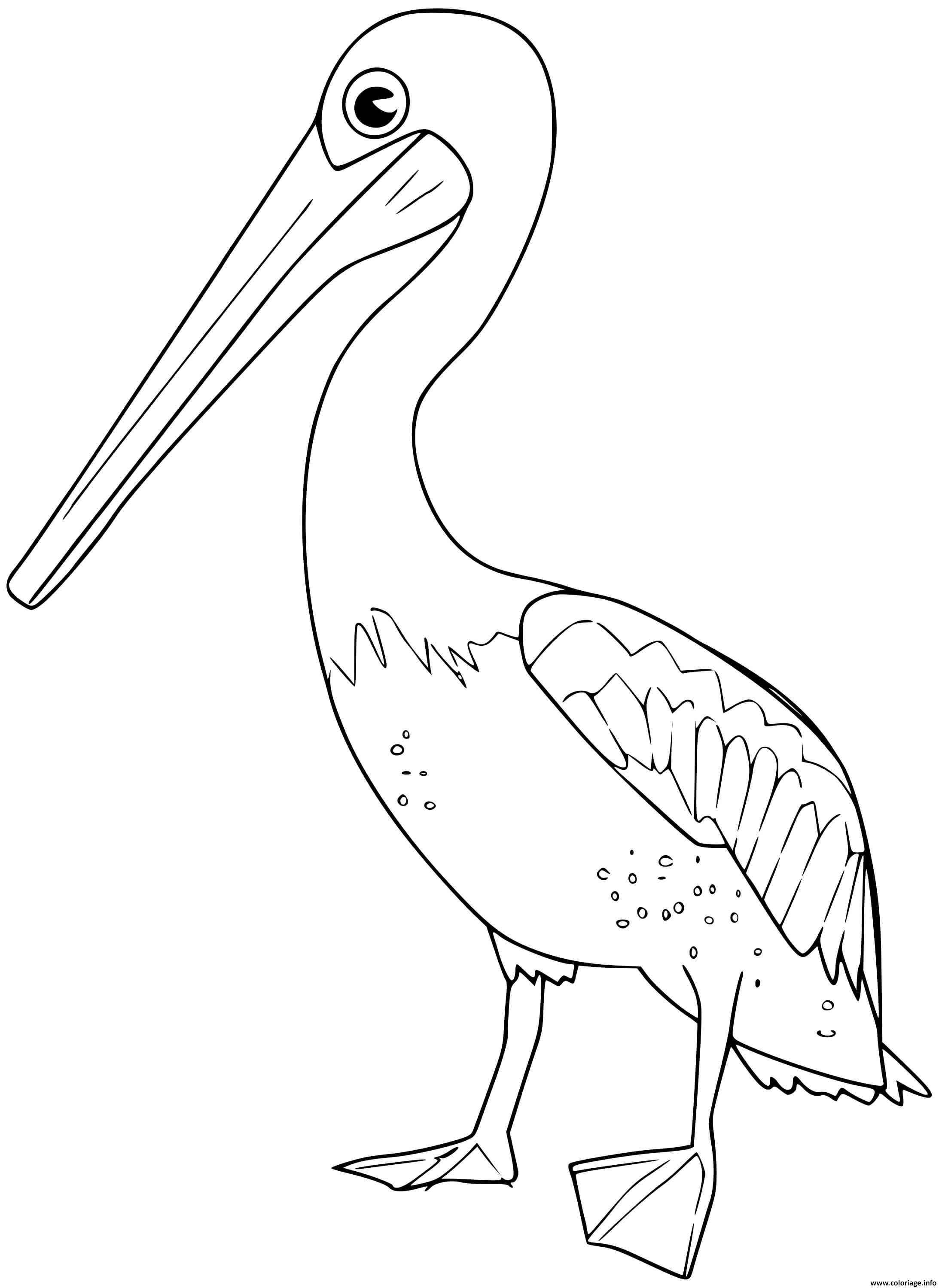 Pelican Coloring Pages 59