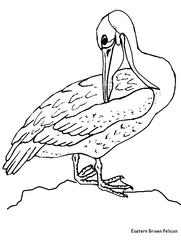 Pelican Coloring Pages 60