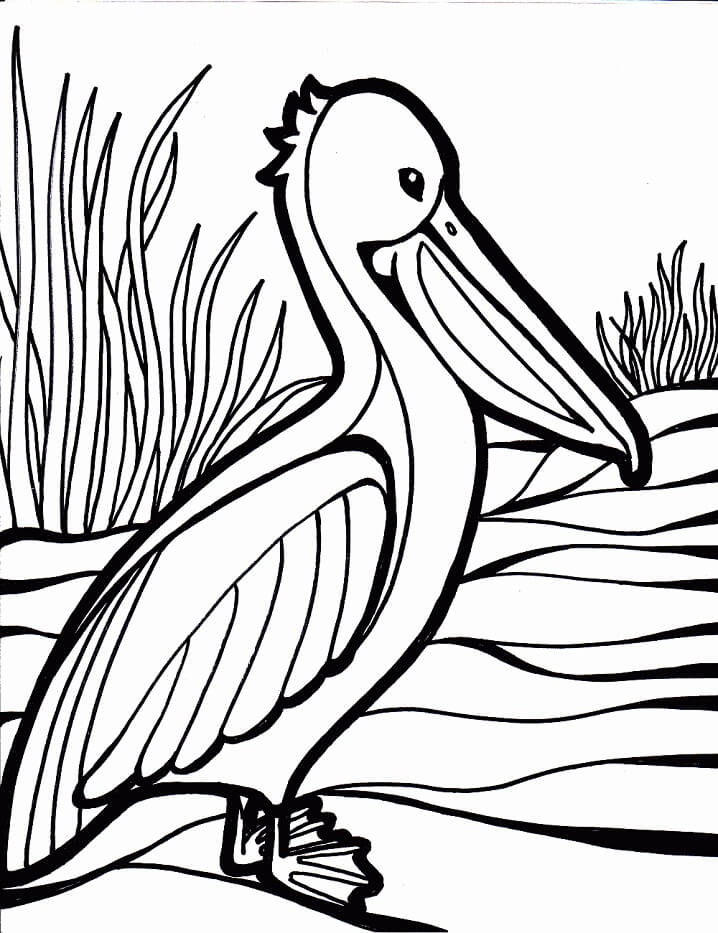 Pelican Coloring Pages 61