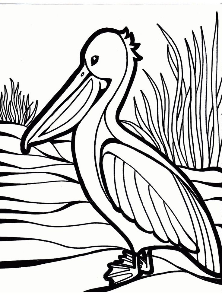 Pelican Coloring Pages 62