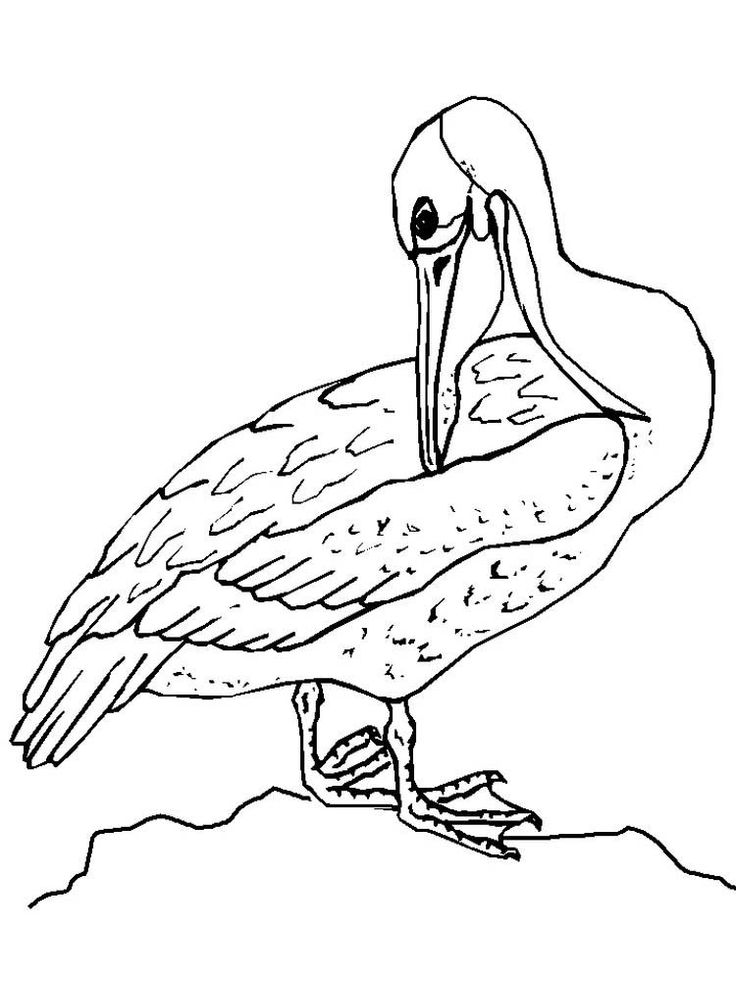 Pelican Coloring Pages 63