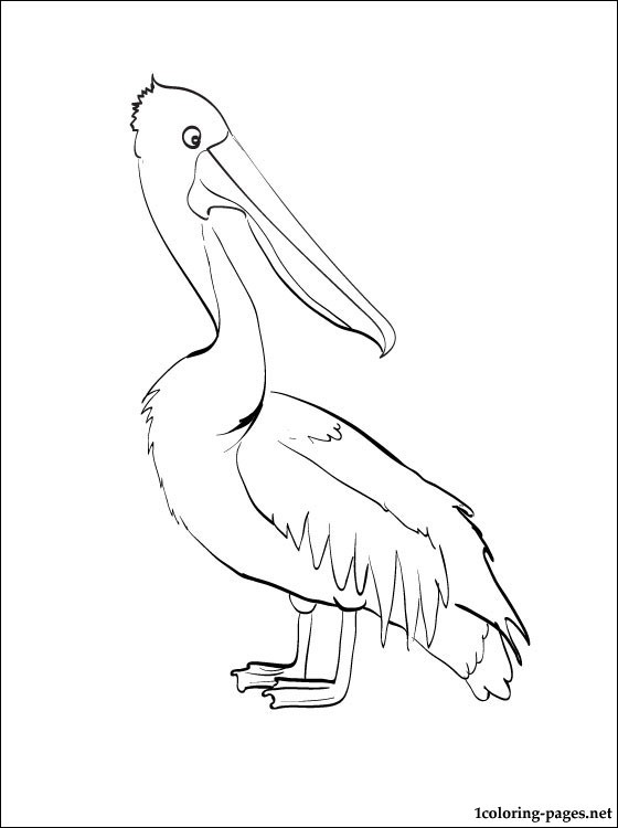 Pelican Coloring Pages 64