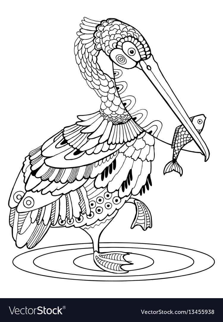 Pelican Coloring Pages 65