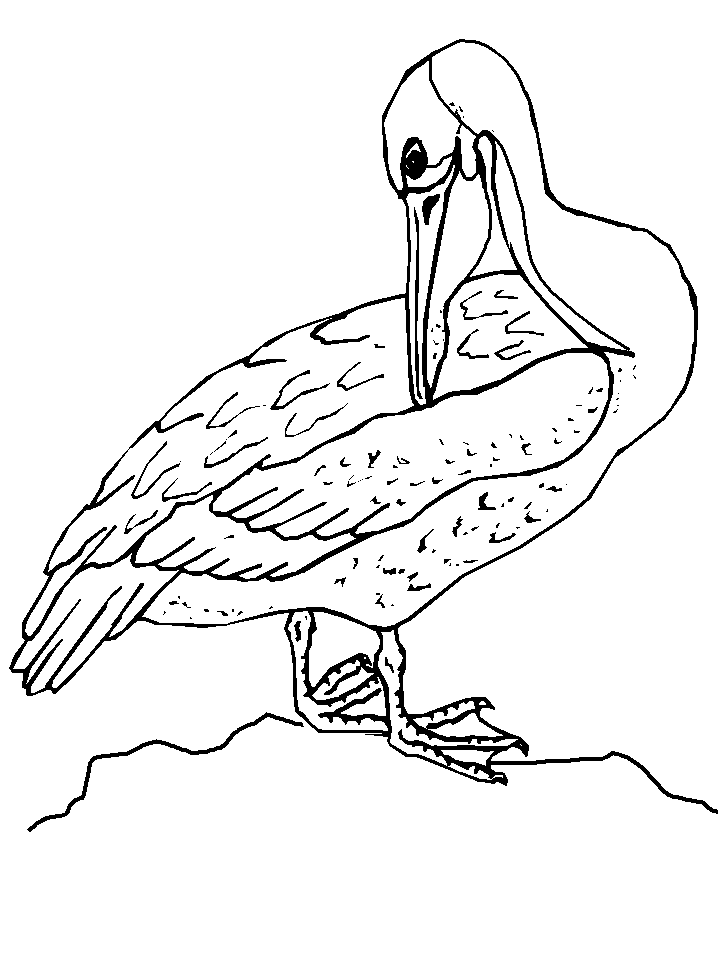 Pelican Coloring Pages 66