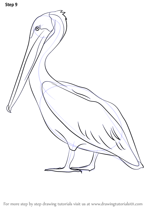 Pelican Coloring Pages 67